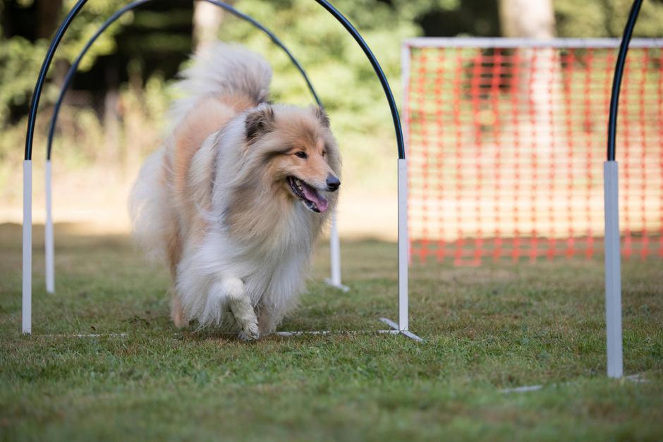 Hoopers | Avtor: Profimedia