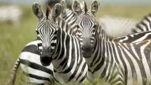 zebra, Serengeti