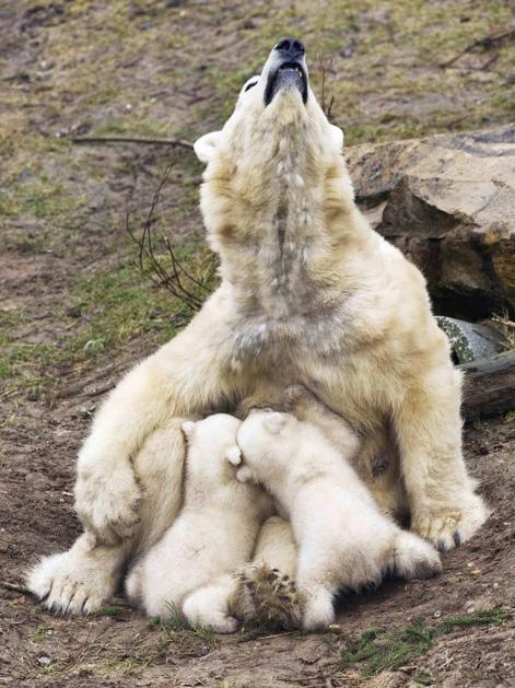 Polarni medved