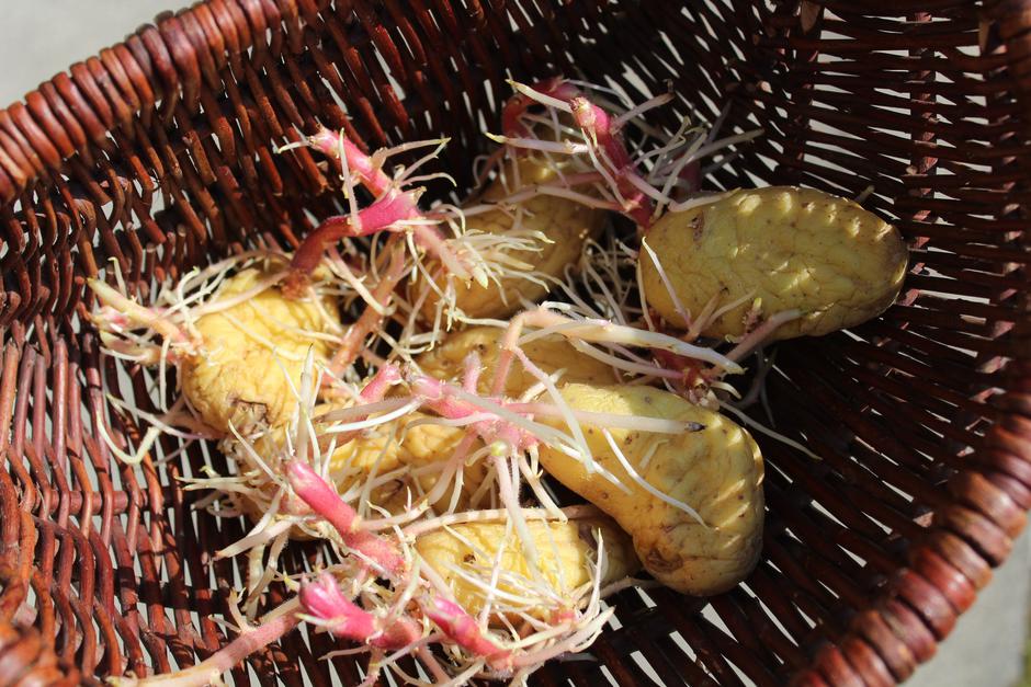 krompir | Avtor: Profimedia