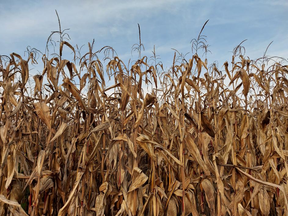 Pridelava hrane, poljedelstvo, njiva