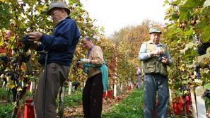 Odkupne cene grozdja so se v KZ Metlika zaradi recesije letos znižale, a so še v