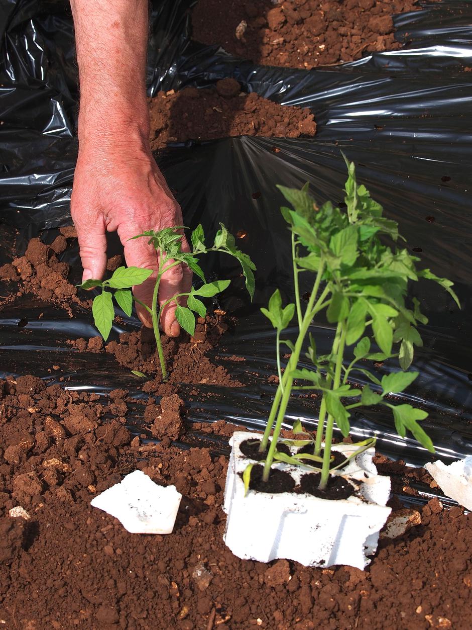 paradižnik | Avtor: Profimedia