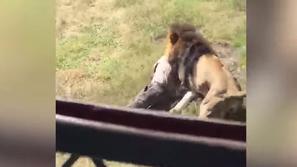 Lev napadel skrbnika