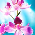 Različne orhideje imajo različne barve cvetov. (Foto: Shutterstock)