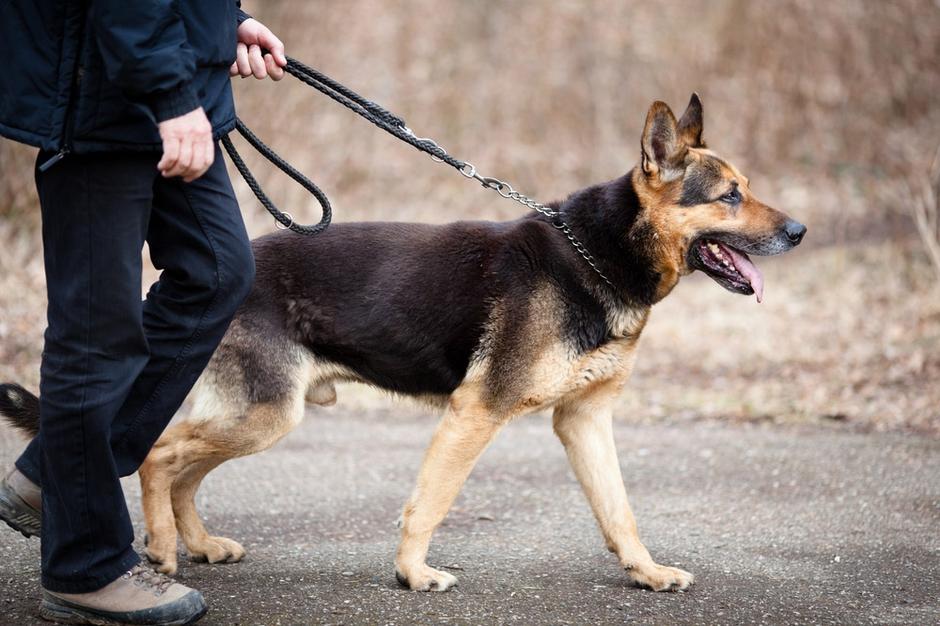 Razno 03.03.13, pes na povodcu, pasji sprehod, povodec, foto: shutterstock | Avtor: Shutterstock