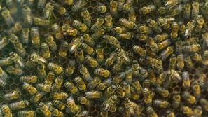 (Foto: Shutterstock)