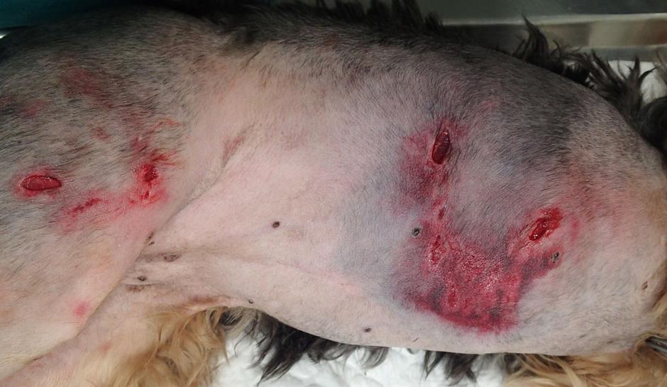 o spuščenih psih | Avtor: FB: osebni arhiv Tanje Plavec