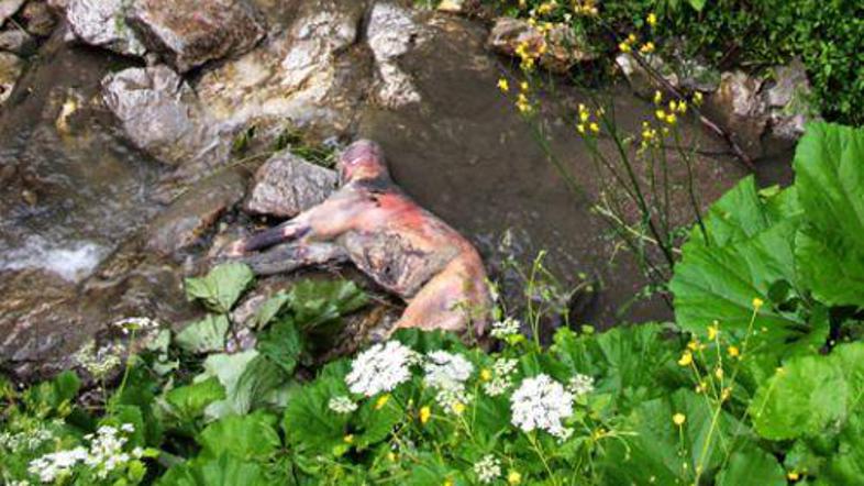 Medveda naj bi umoril nekdo izven lovskih vrst.