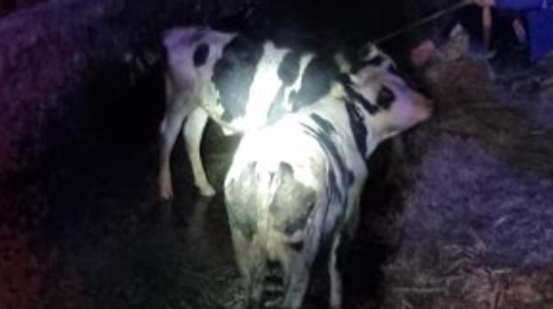 Reševanje bikov, Lahovče, GARS Kranj