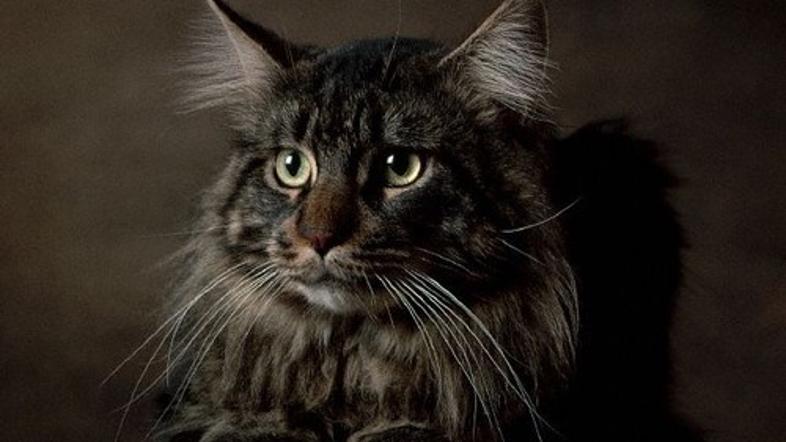 Maine coon