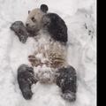 Panda v snegu