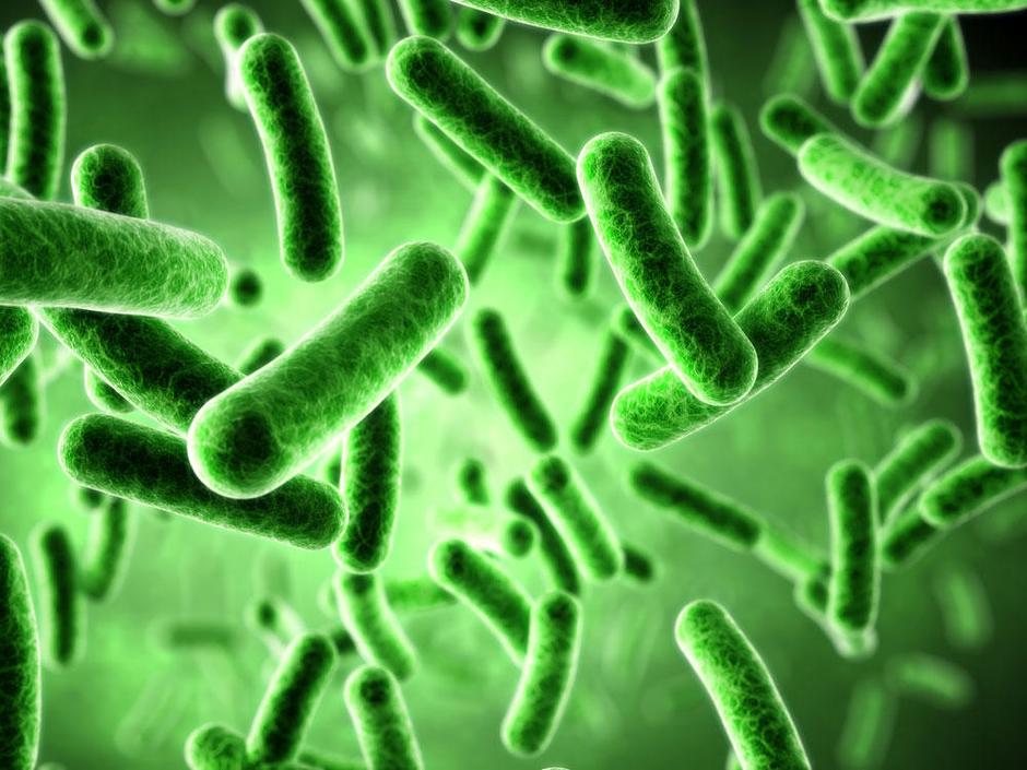 bakterije | Avtor: Žurnal24 main
