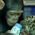 Dodo šimpanz, hranjenje, tiger, živalski vrt