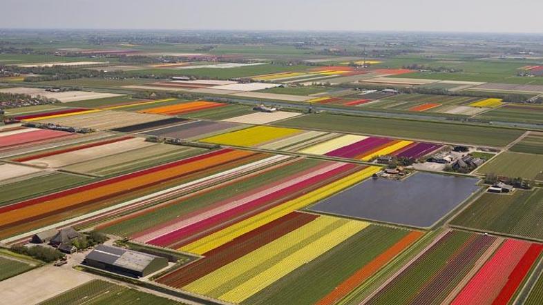 Nizozemska: Idilični pogled na polja s tulipani.