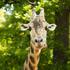 Žirafe
