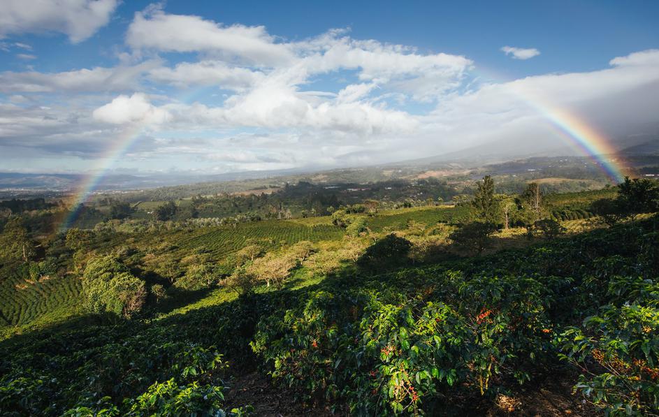 Hacienda Alsacia