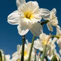 Narcise občudujte na Golici. (Foto: Shutterstock)