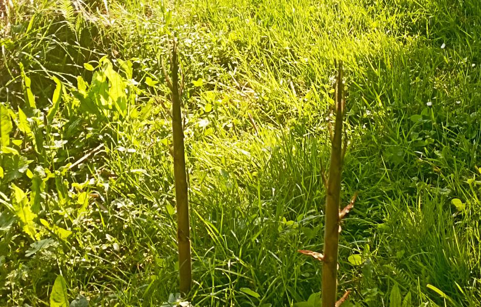 bambus | Avtor: Kristjan Šmigoc - Kriko