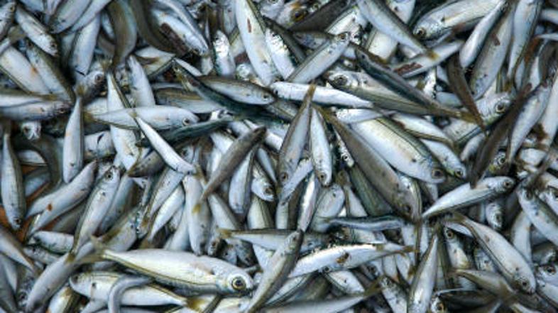 Ribe in nesrečna Avstralka imajo nekaj skupnega.