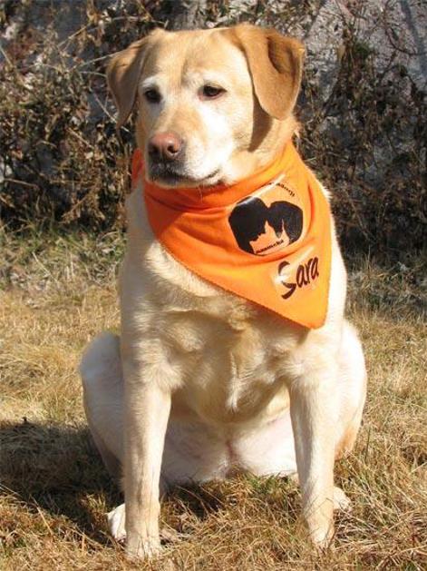 Ambasadorji nasmeha v akciji