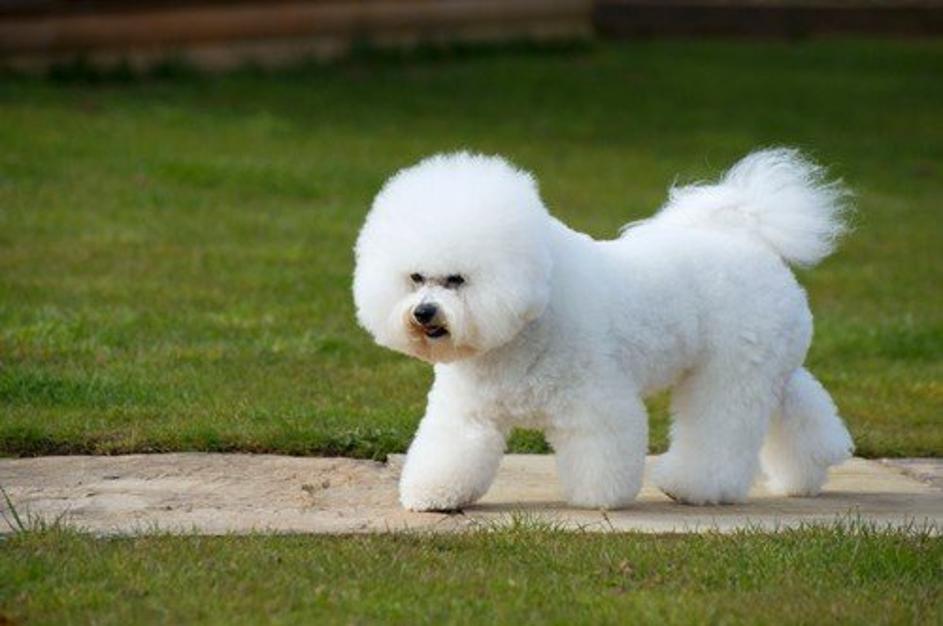 Pes. Kodrasti bišon