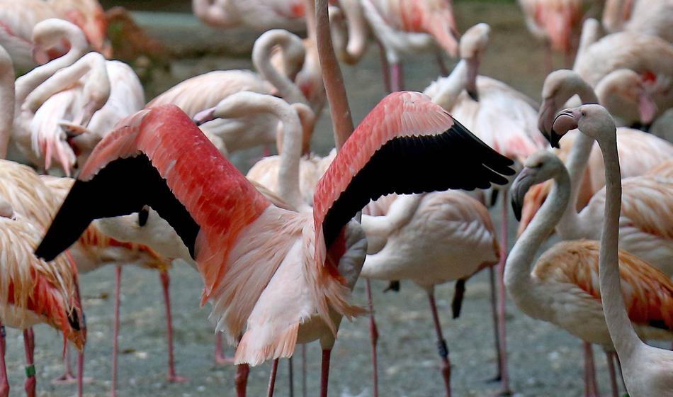 Smo del prvega pentalateralnega biosfernega območja na svetu