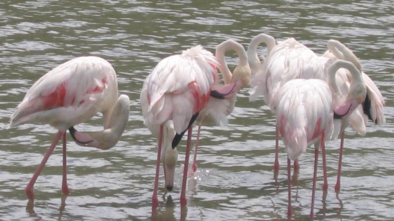 V Evropi je plamence mogoče opazovati v francoskem nacionalnem parku Camargue v 