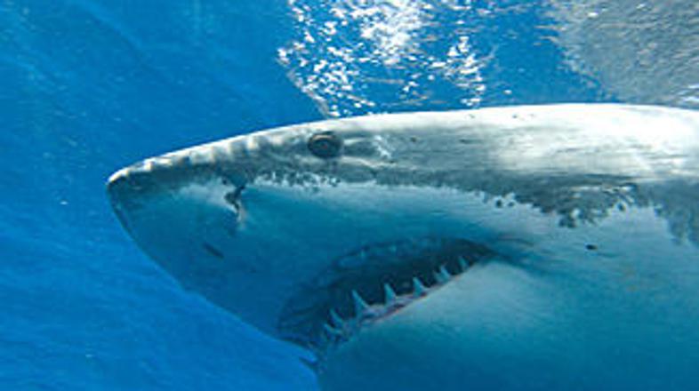 Zobje so zagrabili in niso hoteli izpustiti.