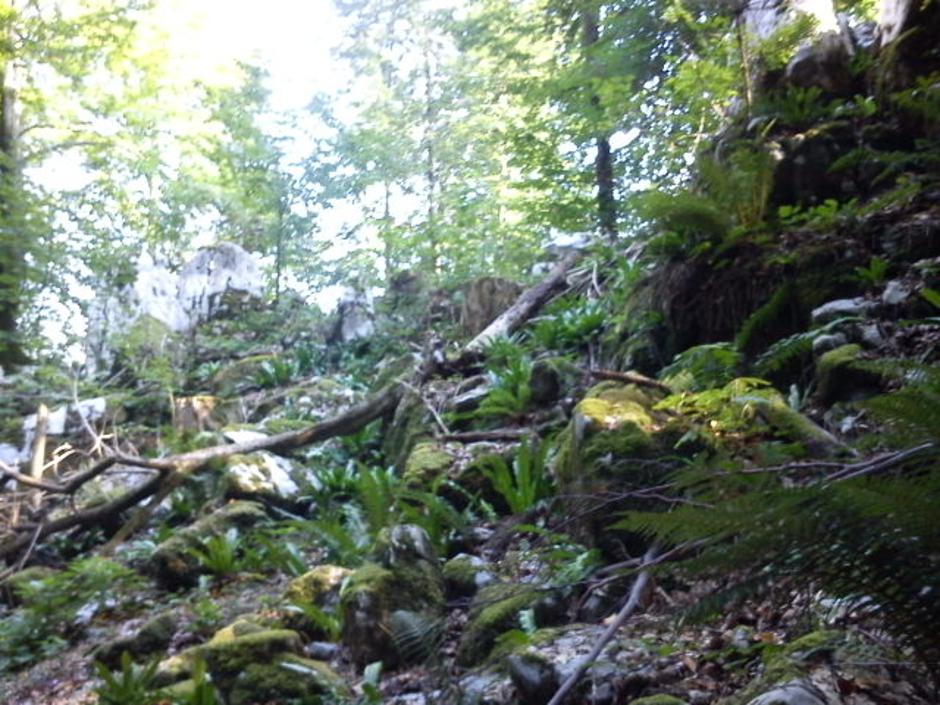 Kočevski rog | Avtor: Žurnal24 main