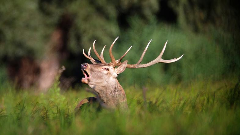 jelen, Kopački rit, Hrvaška