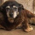 Umrl najstarejši pes Maggie