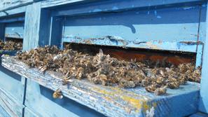 V naslednjih dneh bodo znane dodatne analize mrtvic, cvetnega prahu in cvetoče o