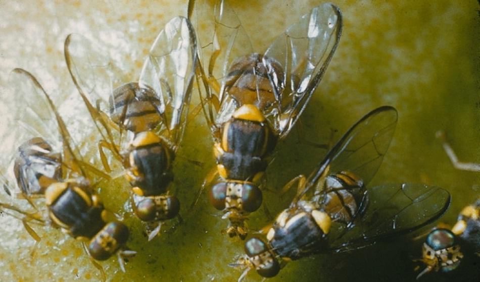 Le 3 kilometre od Slovenije opazili nenavadno – in nevarno – muho