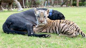 tiger, labradorka