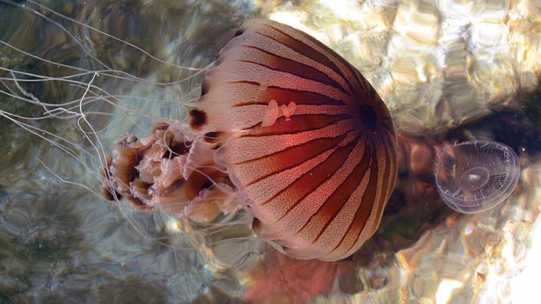 Plavalcem nevarna meduza kompas. Fotografijo je v Poreču včeraj posnel naš brale