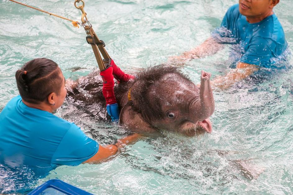 Slonček v bazenu