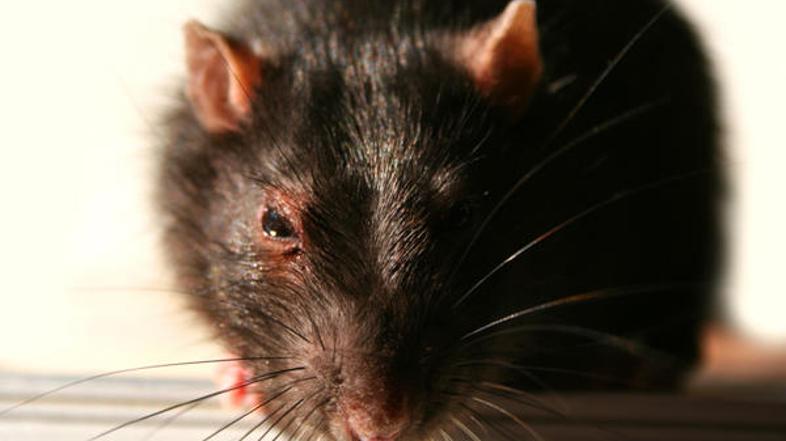 Z leptospiro so okužene številne vrste divjih in domačih živali. Najpomembnejši 