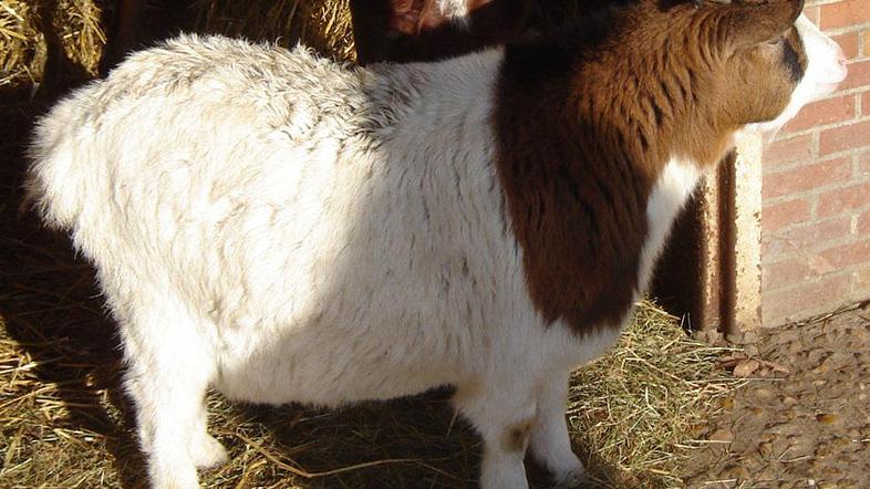 Dolga desetletja so bile živali edina Zohrina družba.