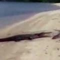 Ribič je lačnega krokodila mahnil s palico po glavi. (Foto: Youtube)