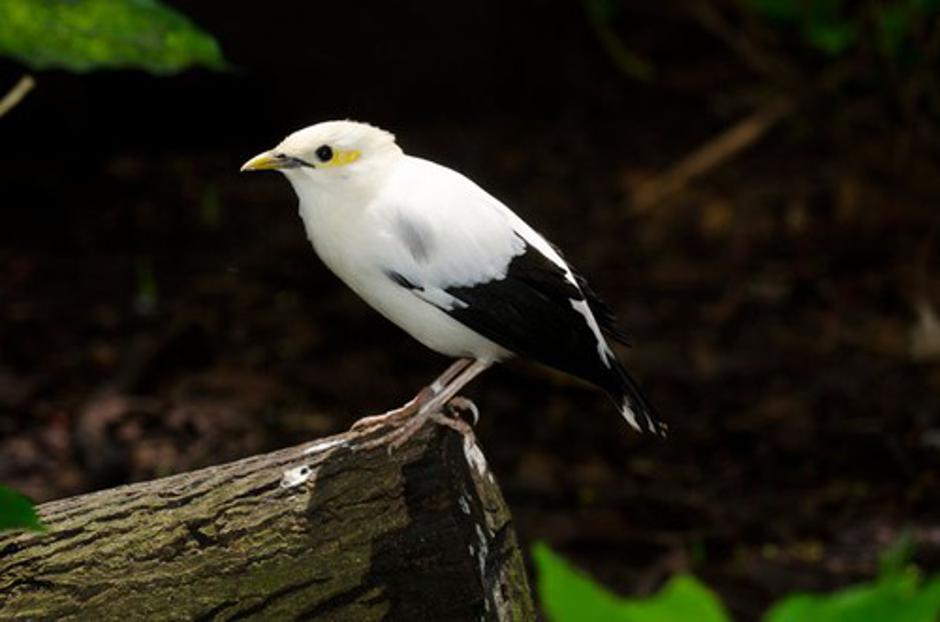 Acridotheres melanopterus | Avtor: Profimedias