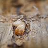 Larva hišnega kozlička
