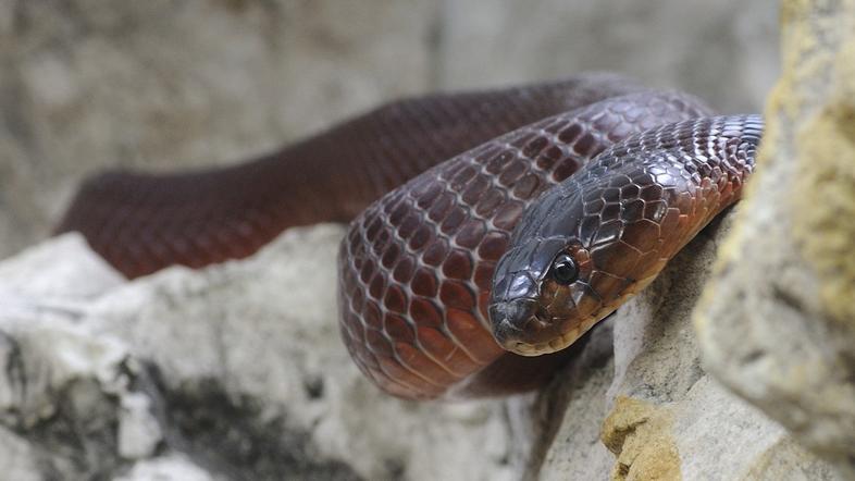 rdeča pljuvajoča kobra