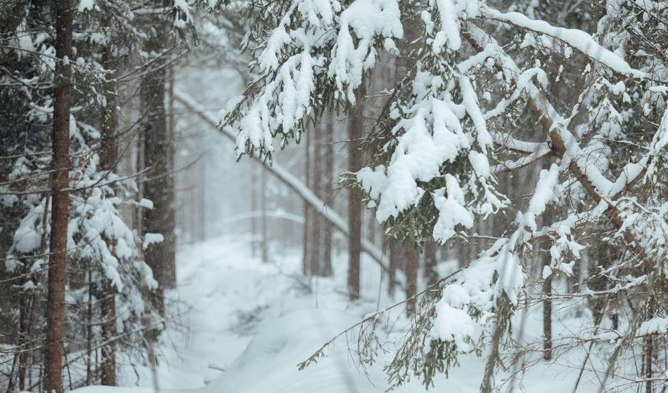 Visoke kazni: globe do 2.000 evrov in zaseg vozila