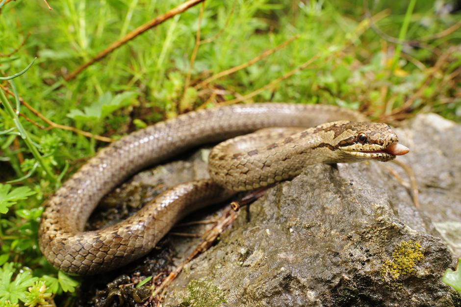 Kača | Avtor: Profimedia