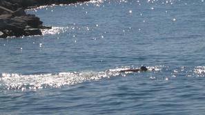 Piran, oktober, kopanje v morju