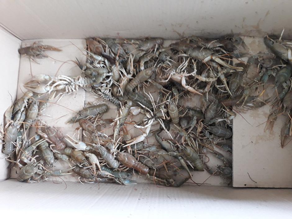 Pretihotapljeni raki | Avtor: FURS