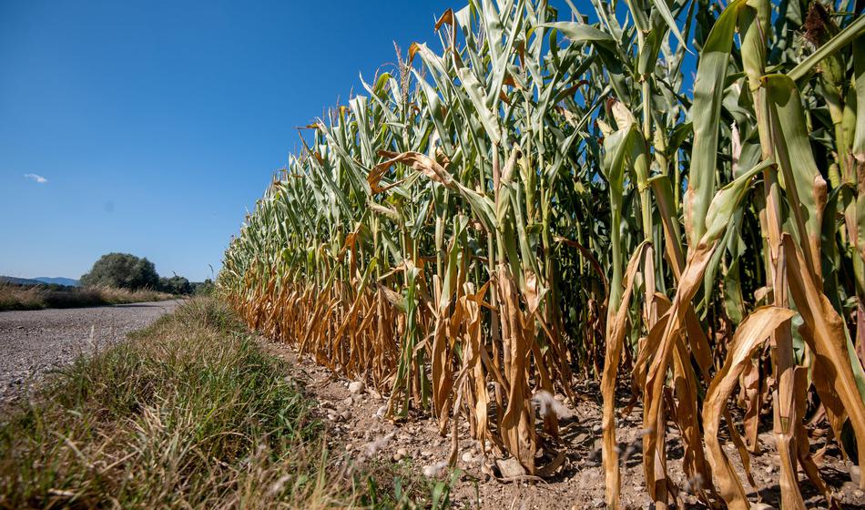 Arso z opozorilom: V teh predelih je najhuje
