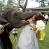 slonček poljubi nevesto