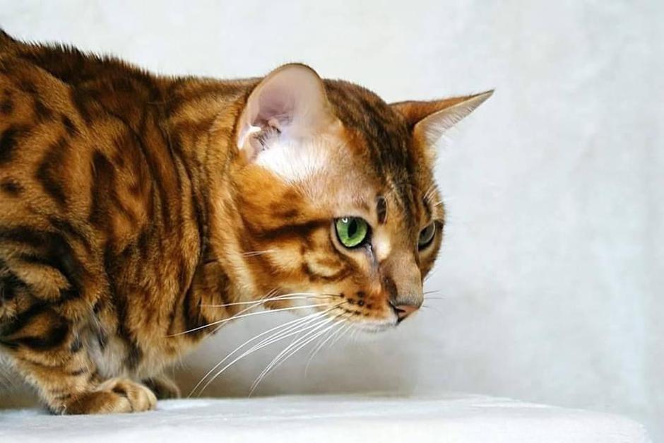 Bengalska mačka | Avtor: Ksenija Praper